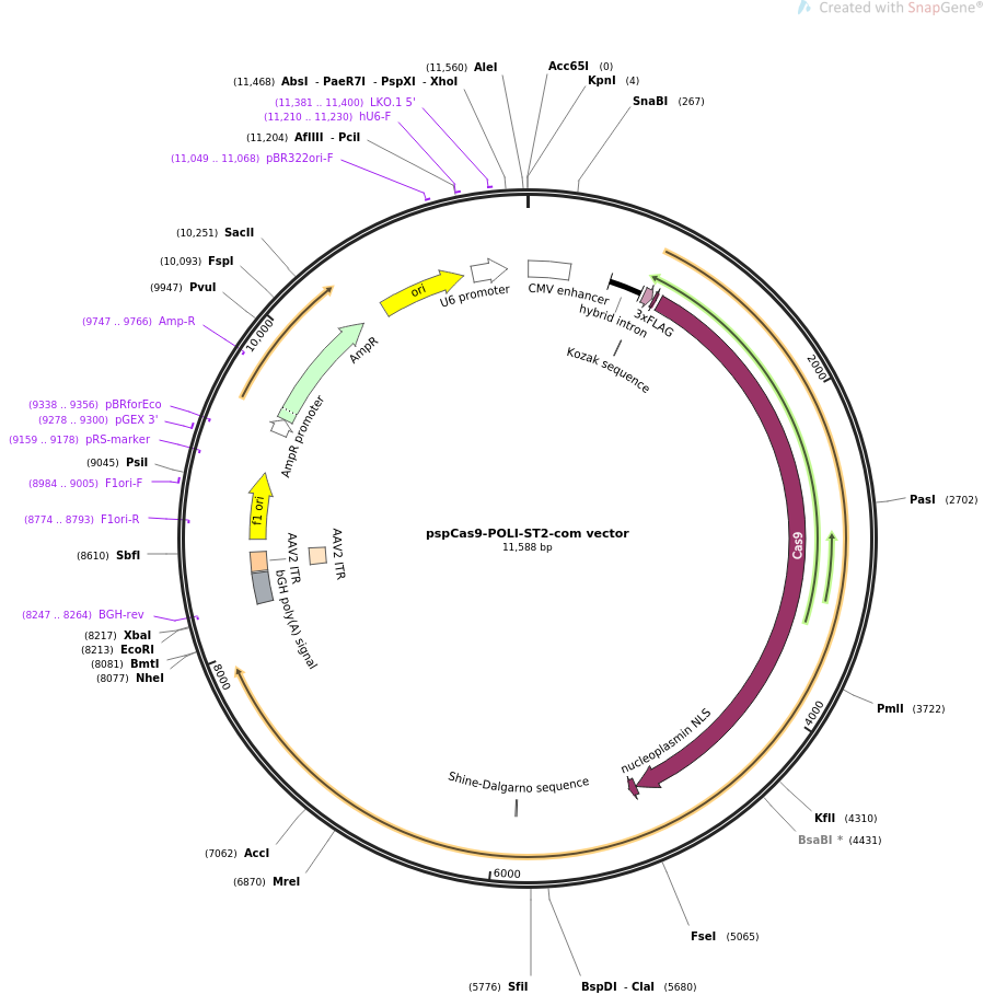 pspCas9-POLI-ST2-com